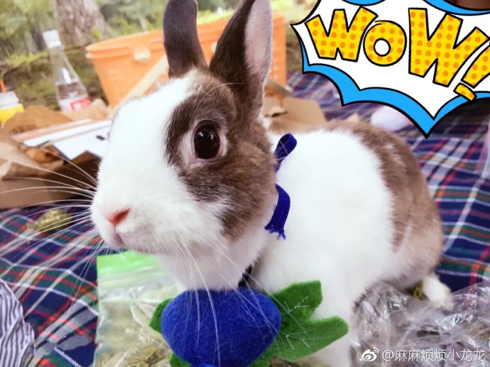 比得兔剧照的剧照