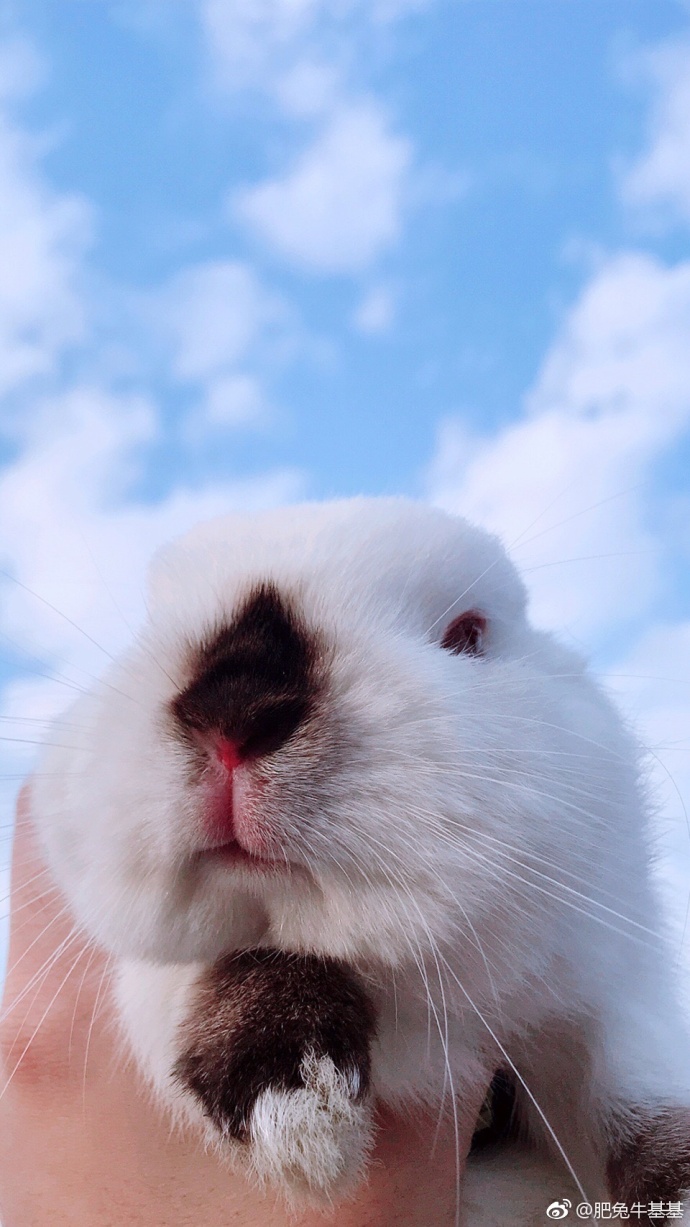 比得兔剧照的剧照