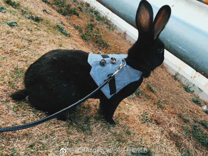 比得兔剧照的剧照