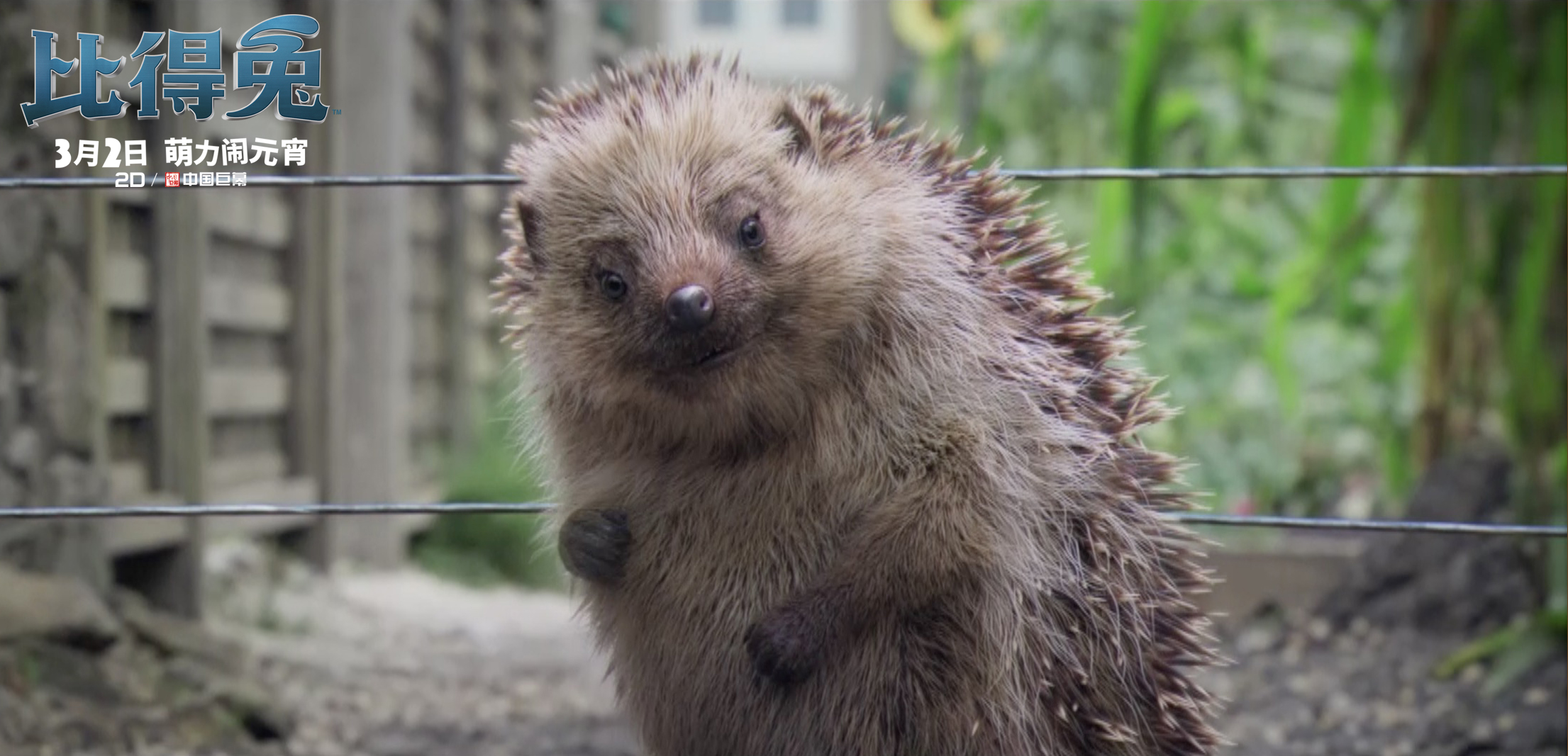 比得兔剧照的剧照