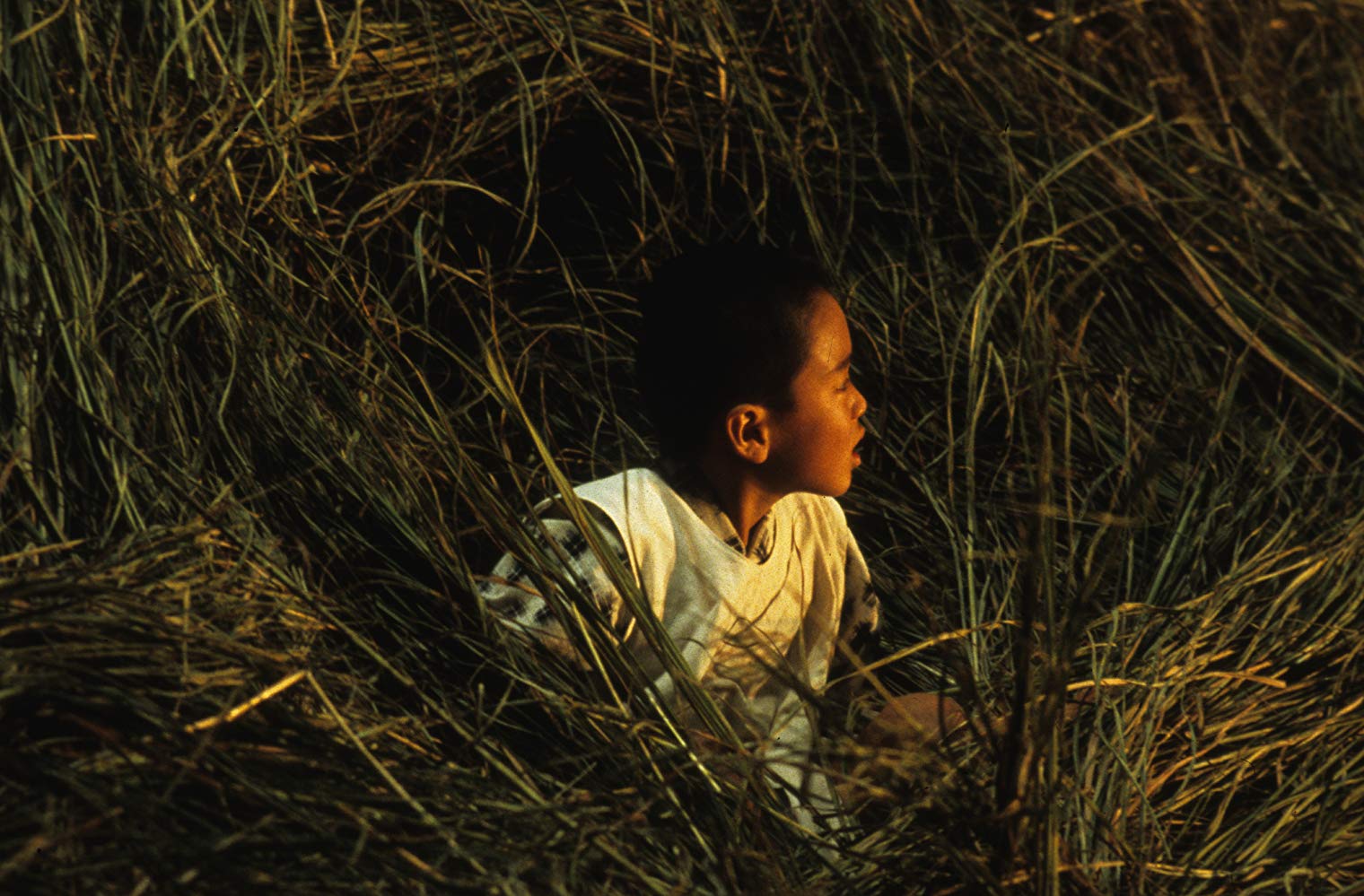 袅袅夕阳情剧照的剧照