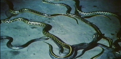 蛇魔女大闹都市剧照的剧照