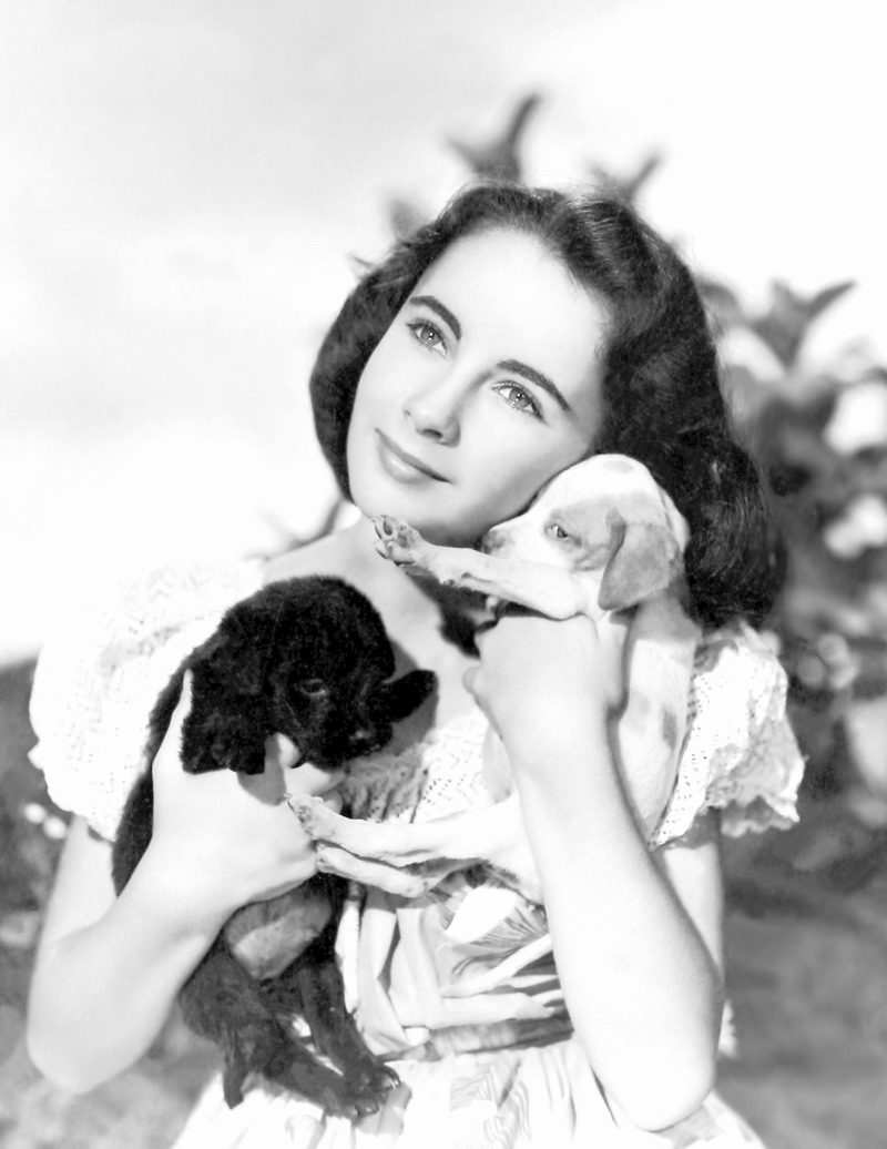 灵犬莱西剧照的剧照