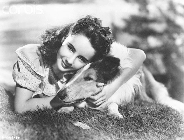 灵犬莱西剧照的剧照