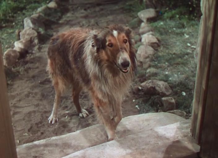 灵犬莱西剧照的剧照