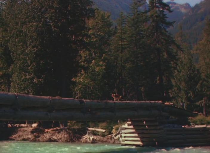 灵犬莱西剧照的剧照