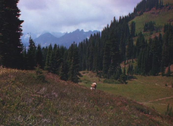 灵犬莱西剧照的剧照