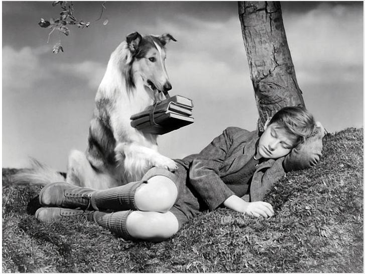 灵犬莱西剧照的剧照