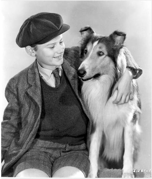 灵犬莱西剧照的剧照