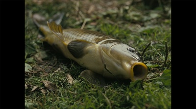 鱼缸剧照的剧照