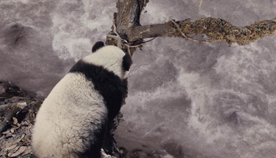 熊猫回家路剧照的剧照