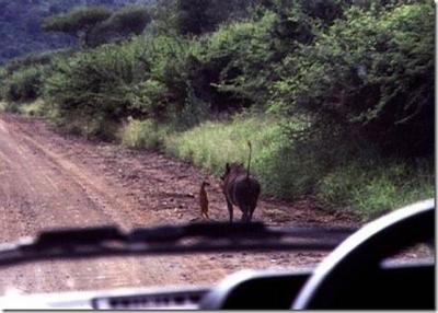狮子王剧照的剧照