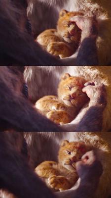 狮子王剧照的剧照