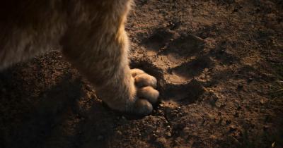 狮子王剧照的剧照