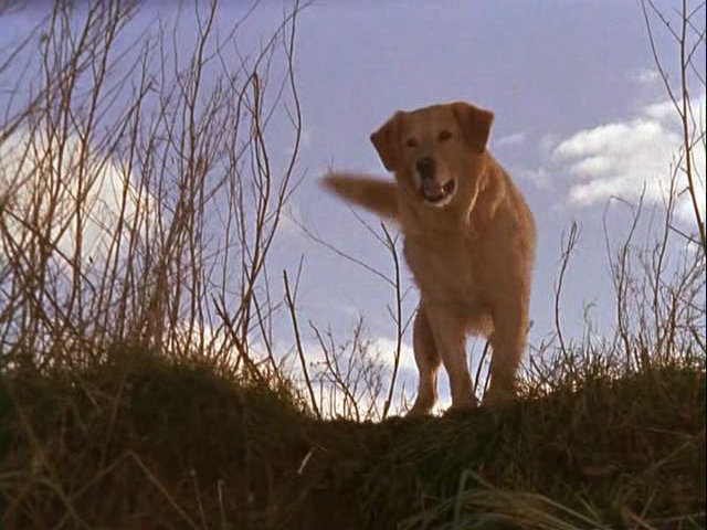 飞狗巴迪剧照的剧照