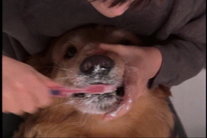 飞狗巴迪剧照的剧照