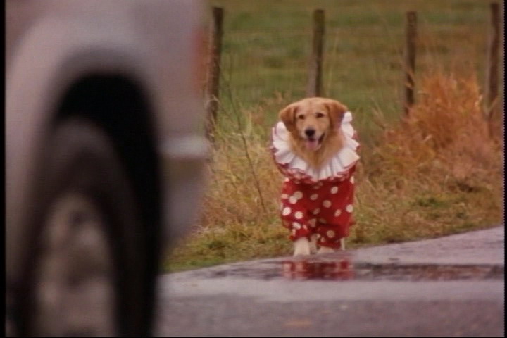 飞狗巴迪剧照的剧照