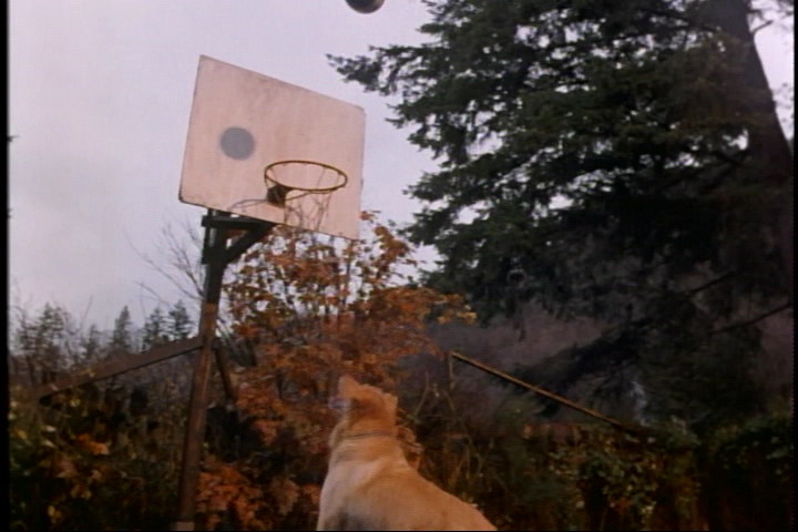 飞狗巴迪剧照的剧照