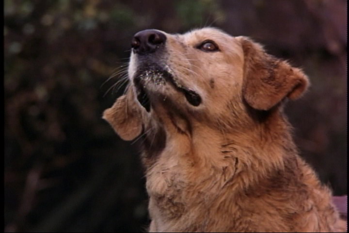 飞狗巴迪剧照的剧照