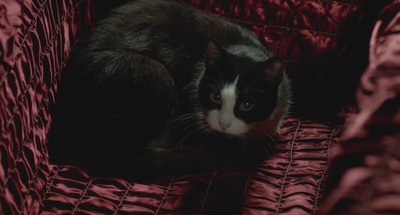 吾血之血剧照的剧照