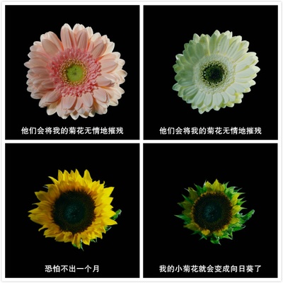 野狼与玛莉剧照的剧照