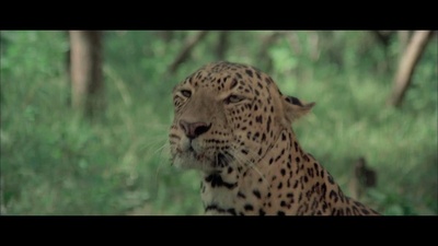 猩猩王剧照的剧照