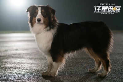 汪星卧底剧照的剧照