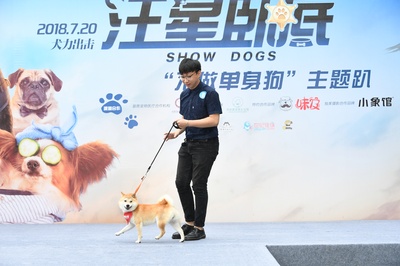 汪星卧底剧照的剧照