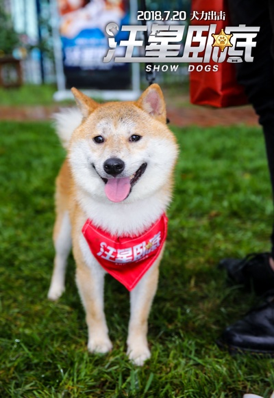 汪星卧底剧照的剧照