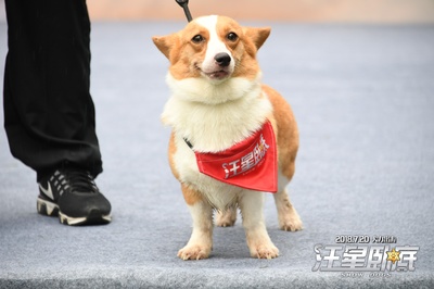 汪星卧底剧照的剧照