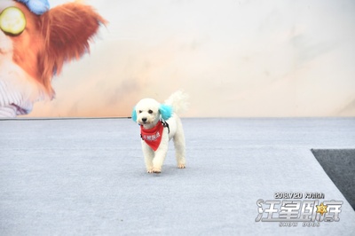 汪星卧底剧照的剧照