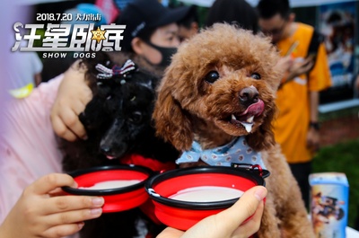 汪星卧底剧照的剧照