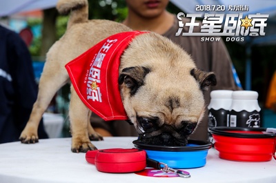 汪星卧底剧照的剧照