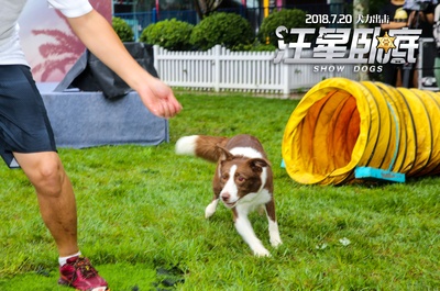 汪星卧底剧照的剧照