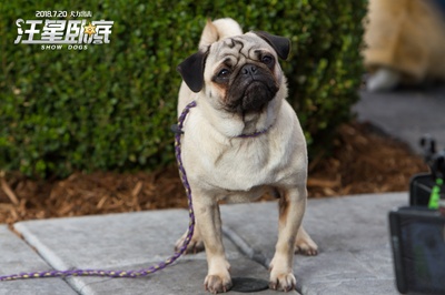 汪星卧底剧照的剧照