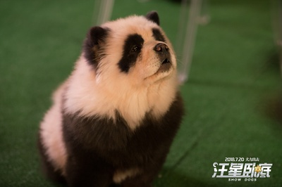 汪星卧底剧照的剧照