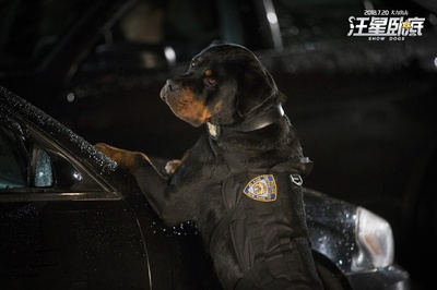 汪星卧底剧照的剧照