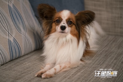 汪星卧底剧照的剧照