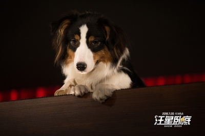 汪星卧底剧照的剧照