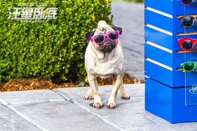 汪星卧底剧照的剧照