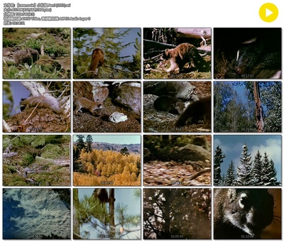 小松鼠剧照的剧照