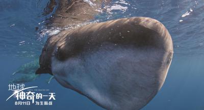 地球：神奇的一天剧照的剧照