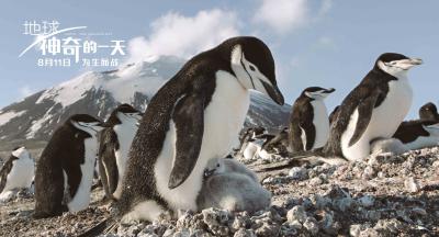 地球：神奇的一天剧照的剧照