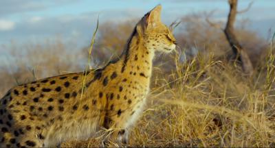 地球：神奇的一天剧照的剧照