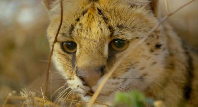 地球：神奇的一天剧照的剧照