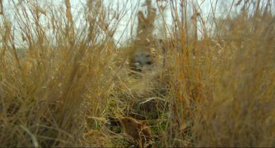 地球：神奇的一天剧照的剧照