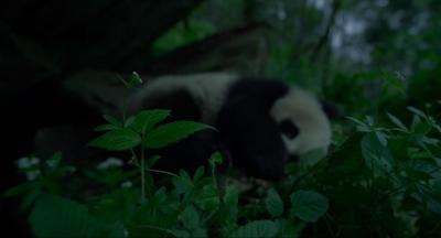地球：神奇的一天剧照的剧照