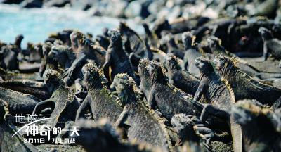 地球：神奇的一天剧照的剧照