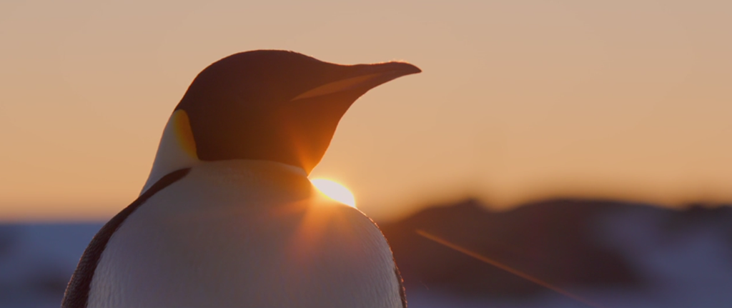 帝企鹅日记2：召唤剧照的剧照