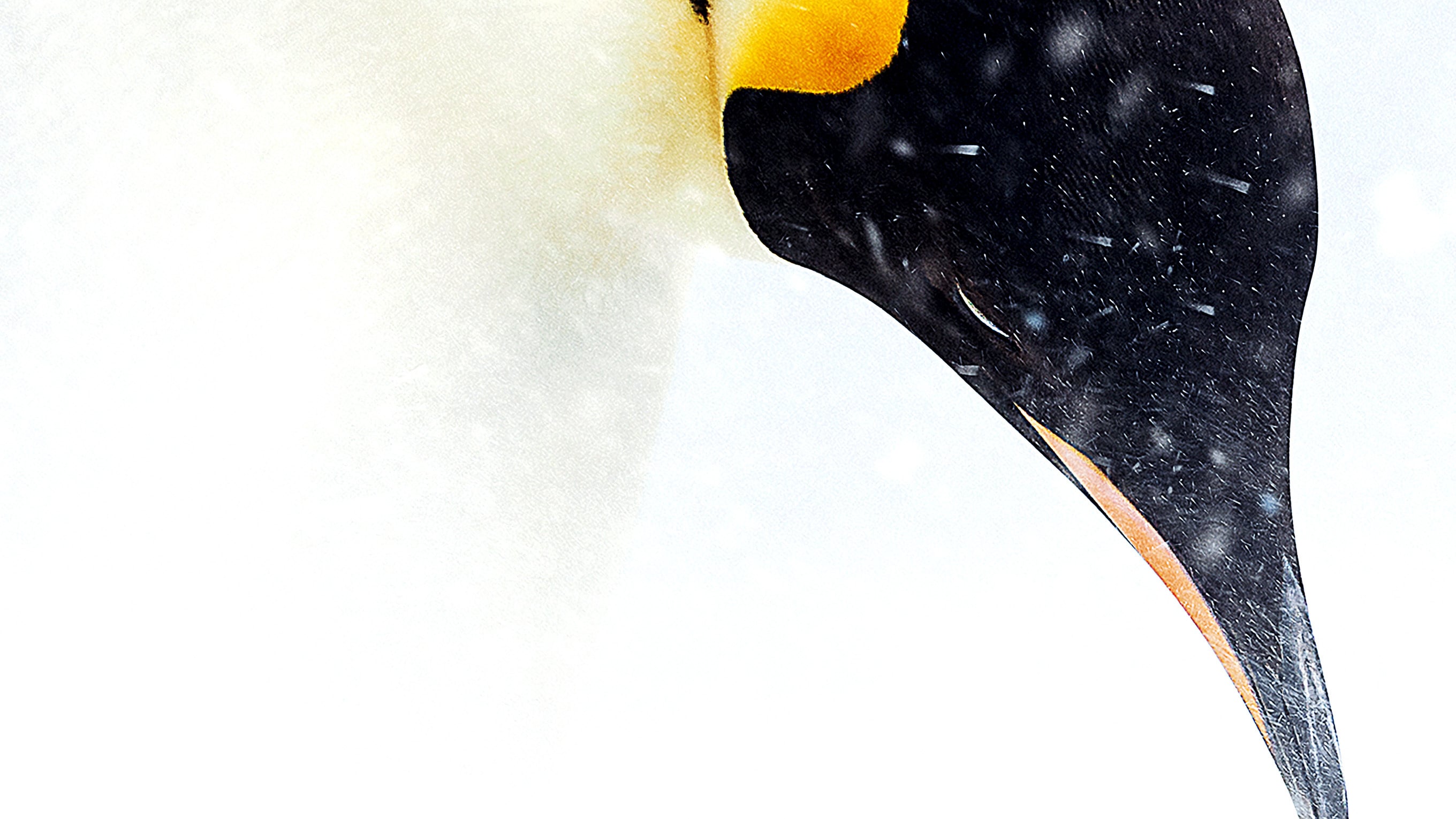 帝企鹅日记2：召唤剧照的剧照